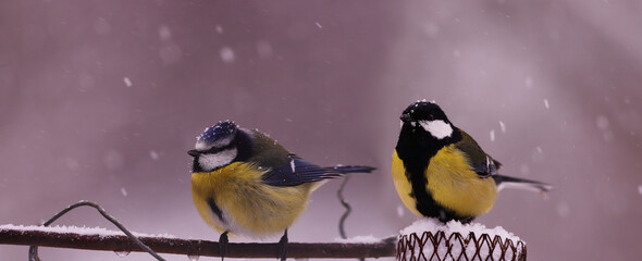 One great tit and a blue tit... sitting peacefully on a fence on a cold and snowy day © chermit