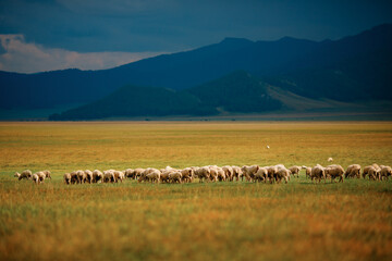 Naklejka premium Sheep grazing on vast meadow with majestic mountain views in the background