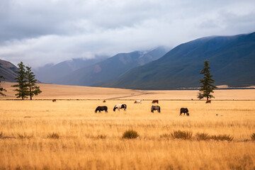 Naklejka premium Horses and cow on ranch with mountains yellow field, autumn nature Altay landscape