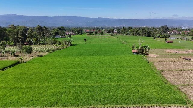 An expansive aerial drone shot reveals a geometric patchwork of vibrant green rice terraces and cultivated fields bordering a peaceful residential village under the bright morning tropical sun.