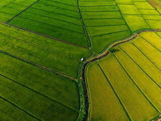 Fototapeta premium Aerial rice paddies surrounding curved drainage canal fields
