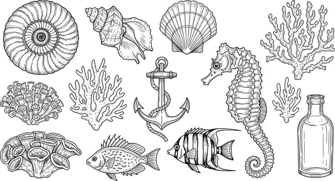 Large collection of vintage hand drawn nautical elements featuring seahorse anchor shells coral fish and bottle for maritime logos coastal branding and seafood menus