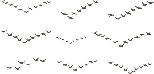 Fototapeta premium Flying birds flock silhouettes set with migration patterns sky wildlife vector illustration collection