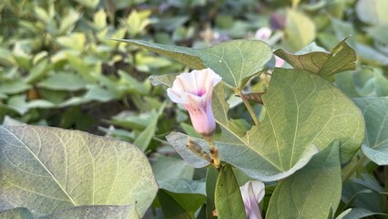 Naklejka premium Graceful Pale Pink Blossom Nestled Among Lush Green Sweet Potato Foliage