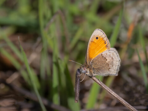 Pyronia bathseba butterfly perched on stem with orange wing detail.
