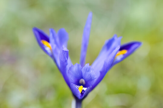petals of the reticulated iris, blue-yellow flower with water droplets in the meadow, an eye-catcher on the lawn, lilac-blue flower with yellow and white speckles, reticulated iris, Iris reticulata
