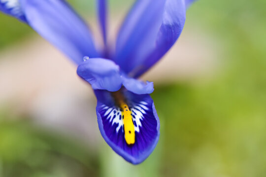 bright blue-yellow flower with water droplets in the meadow, an eye-catcher on the lawn, lilac-blue flower with yellow and white speckles, reticulated iris, Iris reticulata