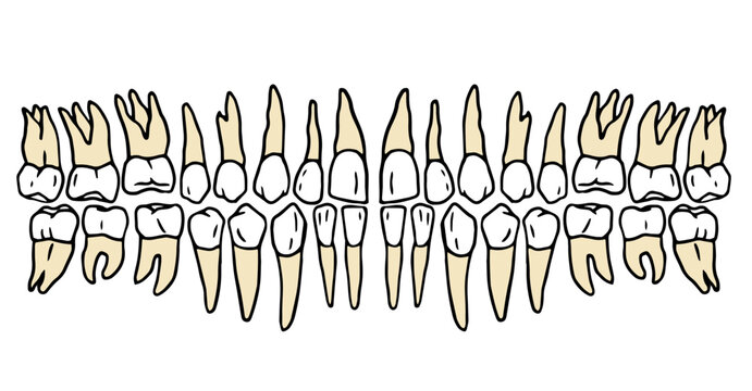 complete set of human teeth showing the full adult dentition chart. Hand drawn doodle vector, isolated. for dentistry, anatomy, or educational materials.