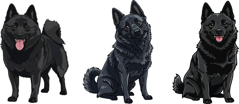 Schipperke dog sitting curious standing happy smiling pose set