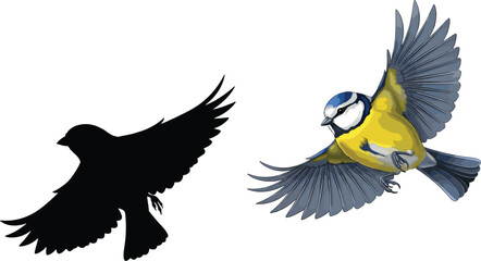 Flying blue tit bird colorful vector illustration, and black silhouette shape isolated on a white background for graphic design projects. © Niheranjan