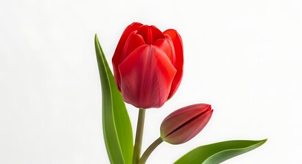 Fototapeta premium Beautiful vibrant red tulip flower with fresh green leaves against clean white background
