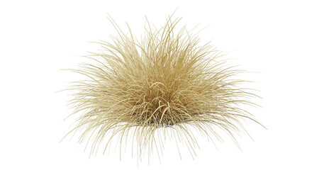 Fototapeta premium Dry Grass Tuft Plant Isolated on Transparent Background. 3D rendering.