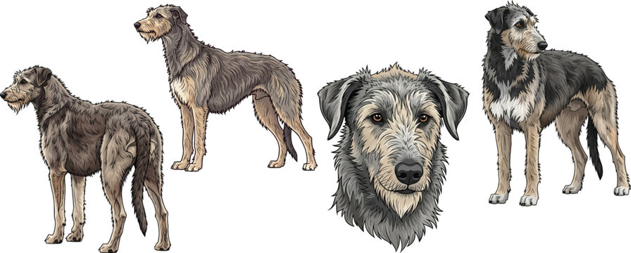 Scottish Deerhound dog standing rear view attentive headshot pose set