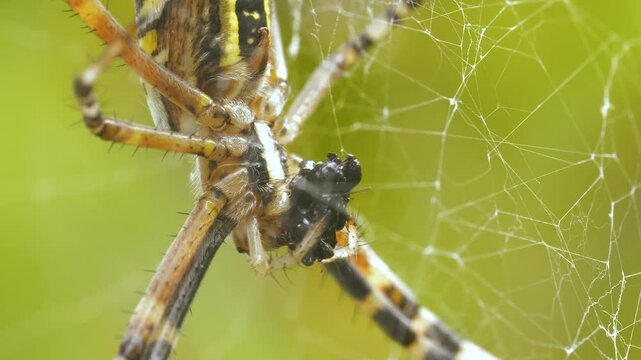Close-Up footage of spider catching prey caught in its nets.