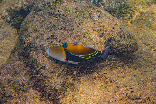 Oahu, Hawaii, humuhumu-nukunuku-a-pua'a, picasso triggerfish