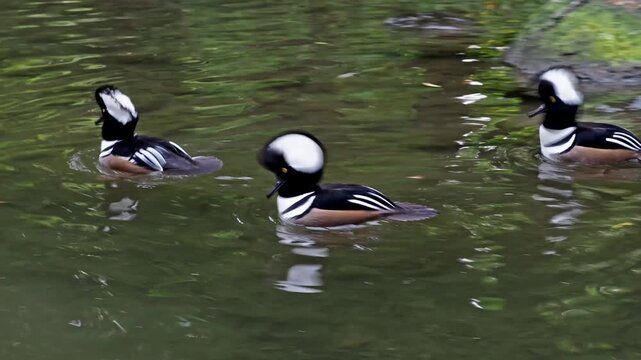 Male hooded merganser, Lophodytes cucullatus in breeding plumage on a lake in the English Garden in Munich, Germany in Europe