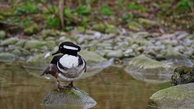 Male hooded merganser, Lophodytes cucullatus in breeding plumage on a lake in the English Garden in Munich, Germany in Europe