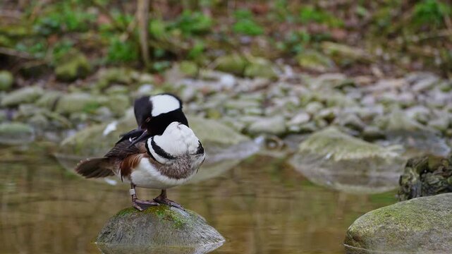 Male hooded merganser, Lophodytes cucullatus in breeding plumage on a lake in the English Garden in Munich, Germany in Europe