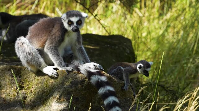 Close up of ring-tailed lemur monkeys sitting around on a rock  and eating on a sunny summer day