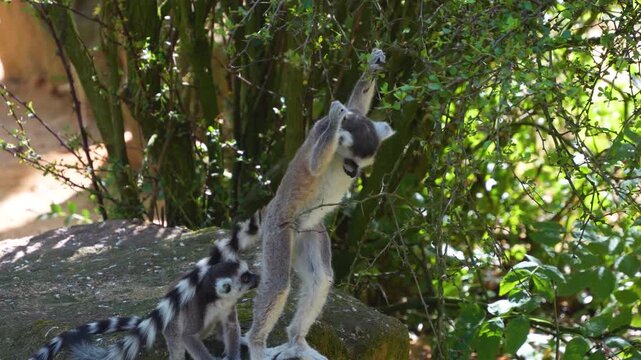 Close up of ring-tailed lemur monkeys sitting around on a rock  and eating on a sunny summer day