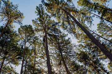 Fototapeta premium Pine forest at Bo Kaeo Looking up to sky, Chiang Mai, Thailand