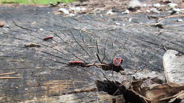 Close-up of Pyrrhocoris insect on a trunk