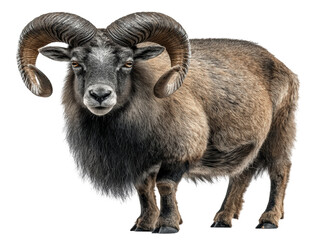 Naklejka premium Wild brown ram with curled horns standing on transparent background, calm expression