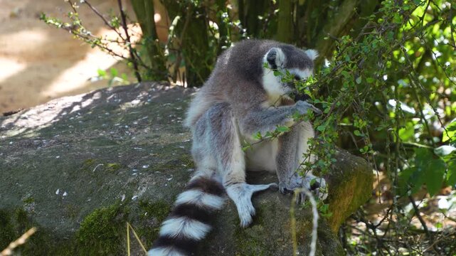 Close up of ring-tailed lemur monkeys sitting around on a rock  and eating on a sunny summer day