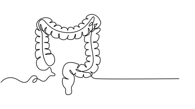 human colon continuous one line drawing animation, Intestines animation continuous one line drawing, Selfie drawing of human intestines by one line on a white background. Esophagus animation