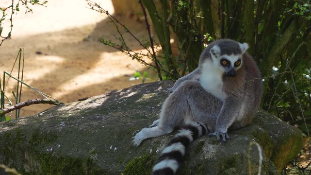 Close up of adult ring-tailed lemur monkey sitting on a rock and looking around on a sunny summer day