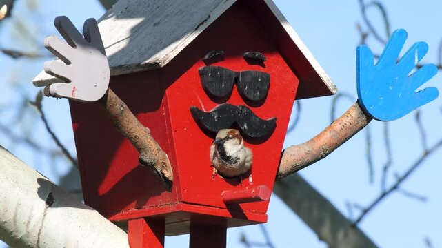 Wildlife-birds. House sparrow (Passer domesticus) is a social species that lives in colonies. Its homeland is Eurasia and North Africa. The sparrow feeds mainly on seeds.