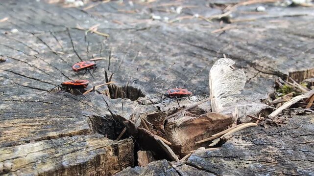 Close-up of Pyrrhocoris insect on a trunk