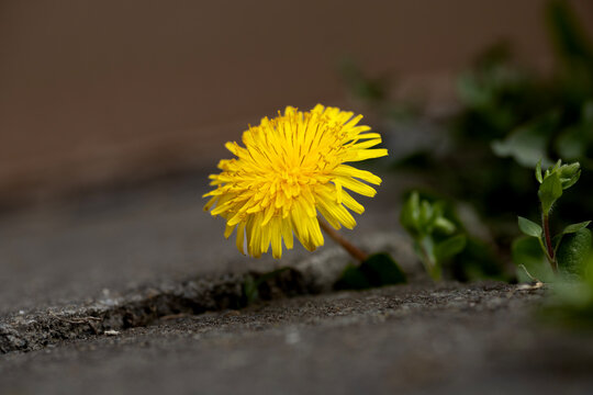 Yellow dandelion flower growing through a crack in concrete pavement