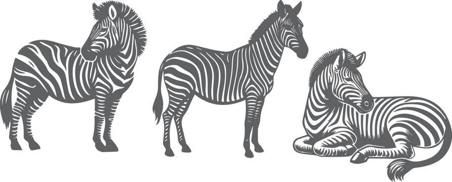zebra silhouette vector icon and isolated on background.