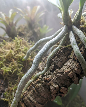 Macro photograph of orchid aerial roots growing on natural cork bark. Detailed view of silver-green roots with velamen texture, green growing tips, and moss in a humid terrarium environment.
