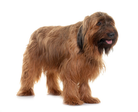 Briard in studio