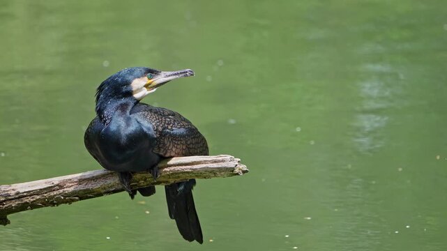 The great cormorant, Phalacrocorax carbo known as the great black cormorant across the Northern Hemisphere, the black cormorant in Australia and the black shag further south in New Zealand