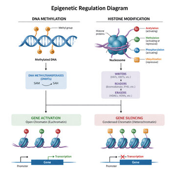 Epigenetic Gene Regulation Mechanism Diagram
