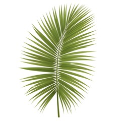 Fototapeta premium A large green palm leaf on a white background