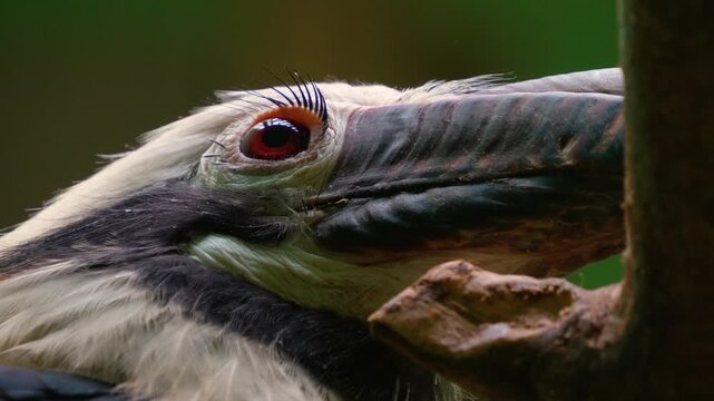 Close up  of a Hornbill bird sitting on a tree branch ona cloudy spring day