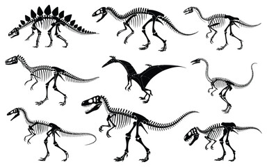 Dinosaur skeleton vector illustration set with dino bones, tyrannosaurus skeleton and stegosaurus fossil, ancient animal remains collection for paleontology, museum exhibits and education use © Raxzen