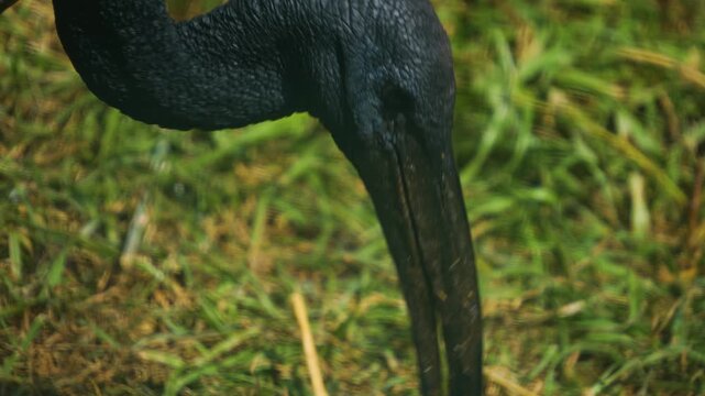 Close up of black and white ibis bird walking on a meadow on a sunny spring day, picking around
