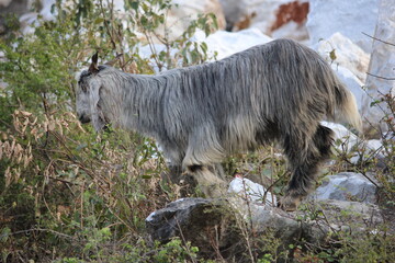 Fototapeta premium Long-haired grey goat climbing and standing on rocks in a rugged natural landscape.