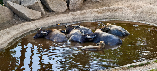 Fototapeta premium Group of water buffaloes resting and partially submerged in a muddy pool surrounded by stone barriers, cooling off in brown water under natural daylight. 