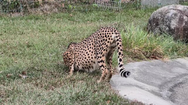Cheetah standing on grass near a small water feature inside a zoo and wildlife sanctuary enclosure. The sleek predator with distinctive spotted coat appears to be sniffing at the waters edge.