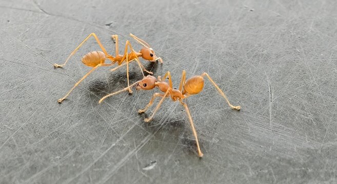 Close-up macro shot of two Weaver ant (Oecophylla smaragdina)a  brown ants interacting on a scratched gray surface. Their segmented bodies, bent antennae, and legs are clearly defined.