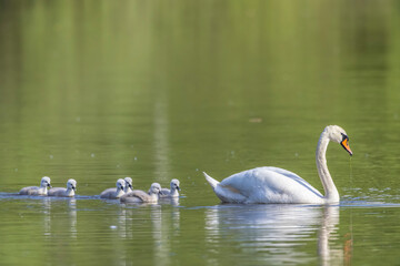 Fototapeta premium Mute swan mother leading cygnets swimming in green water