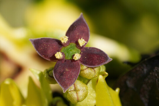 Extreme macro on a single flower of the Japanese aucuba or laurel , Aucuba japonica in the garden