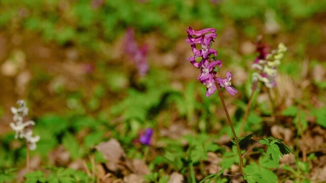 Close-up of common fumitory flower gently swaying in the wind