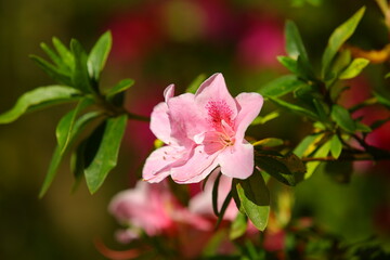 Obraz premium Azalea flowers blooming in the garden with green leaves at sunny day 